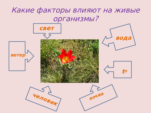 почва человек Какие факторы влияют на живые организмы? свет вода ветер  t 0 