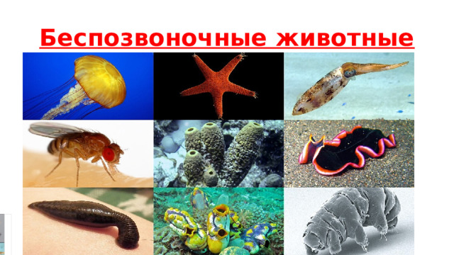 Беспозвоночные животные 
