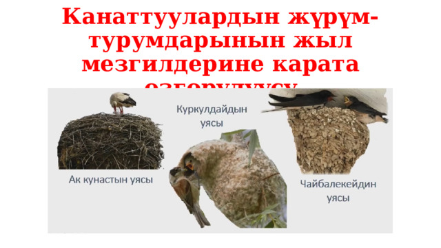 Канаттуулардын жүрүм-турумдарынын жыл мезгилдерине карата өзгөрүлүүсү 