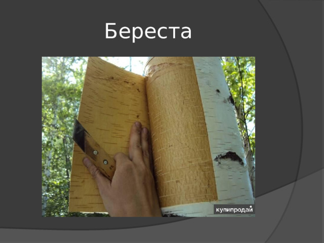 Береста 