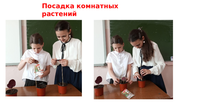 Посадка комнатных растений 
