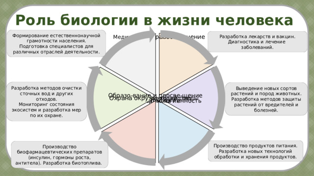 Роль биологии в жизни человека Формирование естественнонаучной грамотности населения. Подготовка специалистов для различных отраслей деятельности. Разработка лекарств и вакцин. Диагностика и лечение заболеваний. Медицина и здравоох-ранение Образо-вание и просве-щение Охрана окружаю-щей среды Сельское хозяйство Пищевая промыш-ленность Биотех-нология Разработка методов очистки сточных вод и других отходов. Мониторинг состояния экосистем и разработка мер по их охране. Выведение новых сортов растений и пород животных. Разработка методов защиты растений от вредителей и болезней. Охрана окружаю-щей Производство продуктов питания. Разработка новых технологий обработки и хранения продуктов. Производство биофармацевтических препаратов (инсулин, гормоны роста, антитела). Разработка биотоплива. 12 