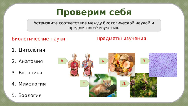 Проверим себя Установите соответствие между биологической наукой и предметом её изучения. Предметы изучения: Биологические науки: Цитология Анатомия Ботаника Микология Зоология А. В. Б. Г. Д. 7 