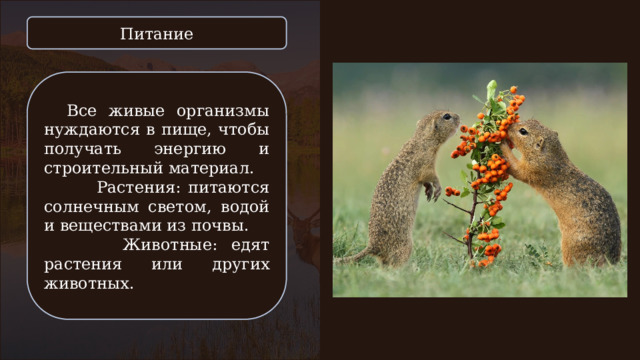 Питание Все живые организмы нуждаются в пище, чтобы получать энергию и строительный материал.  Растения: питаются солнечным светом, водой и веществами из почвы.  Животные: едят растения или других животных. 