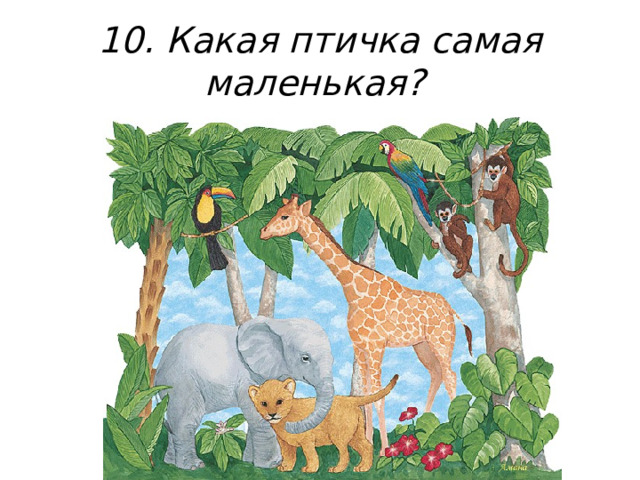 10. Какая птичка самая маленькая?  