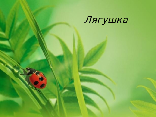 Лягушка 