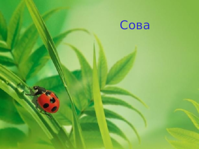 Сова 
