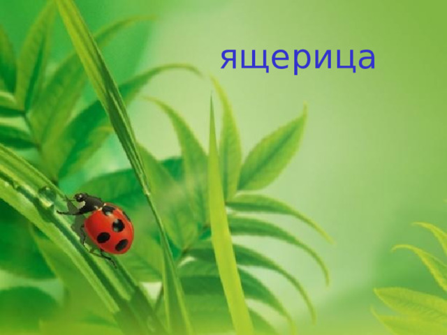 ящерица 
