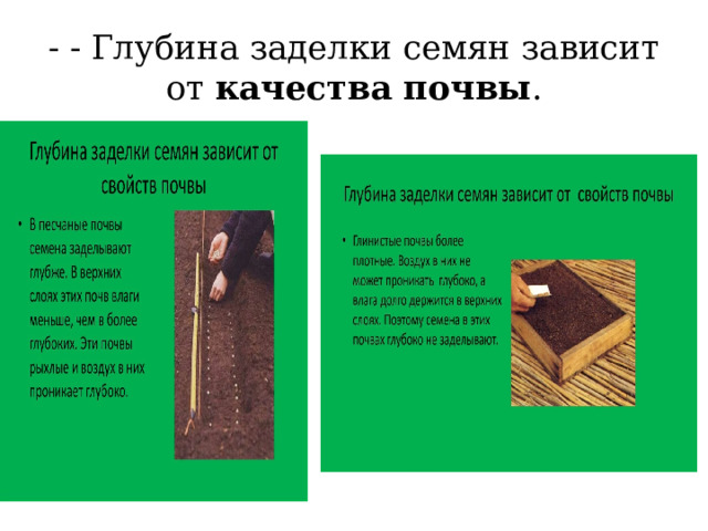 - - Глубина заделки семян зависит от качества почвы . 
