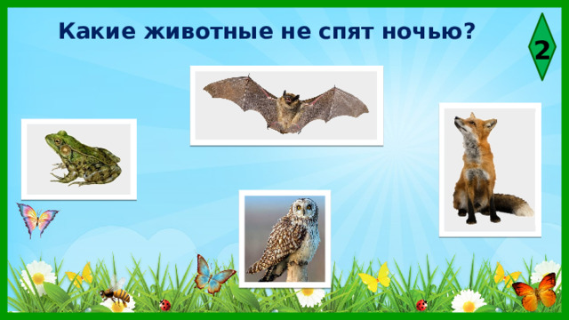 Какие животные не спят ночью? 2 