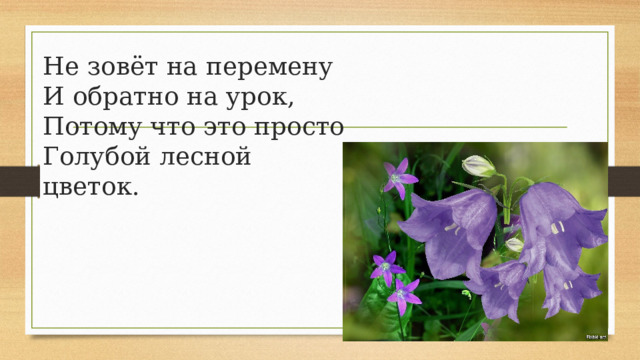 Не зовёт на перемену  И обратно на урок,  Потому что это просто  Голубой лесной цветок. 