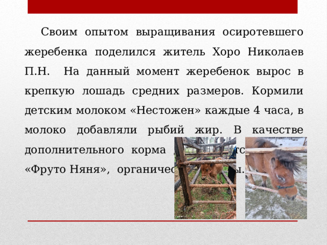  Своим опытом выращивания осиротевшего жеребенка поделился житель Хоро Николаев П.Н. На данный момент жеребенок вырос в крепкую лошадь средних размеров. Кормили детским молоком «Нестожен» каждые 4 часа, в молоко добавляли рыбий жир. В качестве дополнительного корма давали детские каши «Фруто Няня», органические отходы. 