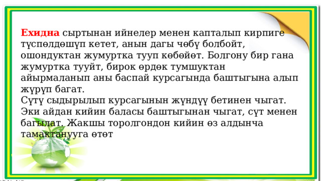 Ехидна сыртынан ийнелер менен капталып кирпиге түспөлдөшүп кетет, анын дагы чөбү болбойт, ошондуктан жумуртка тууп көбөйөт. Болгону бир гана жумуртка тууйт, бирок өрдөк тумшуктан айырмаланып аны баспай курсагында баштыгына алып жүрүп багат. Сүтү сыдырылып курсагынын жүндүү бетинен чыгат. Эки айдан кийин баласы баштыгынан чыгат, сүт менен багылат. Жакшы торолгондон кийин өз алдынча тамактанууга өтөт 