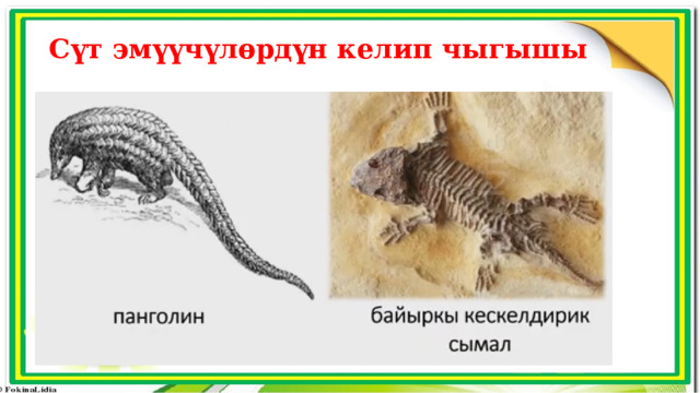 Сүт эмүүчүлөрдүн келип чыгышы 