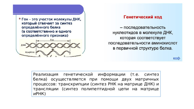 Реализация генетической информации (т.е. синтез белка) осуществляется при помощи двух матричных процессов: транскрипции (синтез РНК на матрице ДНК) и трансляции (синтез полипептидной цепи на матрице иРНК) 