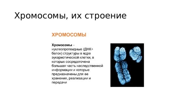 Хромосомы, их строение 