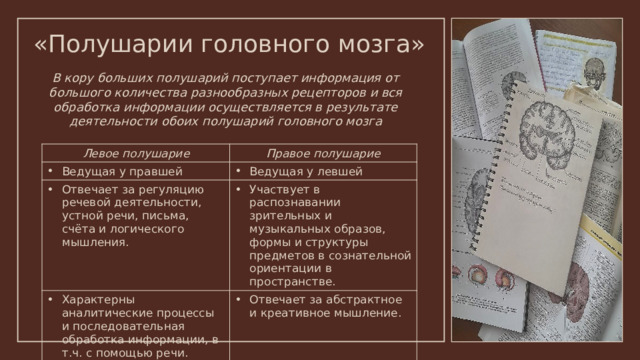 «Полушарии головного мозга» В кору больших полушарий поступает информация от большого количества разнообразных рецепторов и вся обработка информации осуществляется в результате деятельности обоих полушарий головного мозга Левое полушарие Правое полушарие Ведущая у правшей Ведущая у левшей Отвечает за регуляцию речевой деятельности, устной речи, письма, счёта и логического мышления. Участвует в распознавании зрительных и музыкальных образов, формы и структуры предметов в сознательной ориентации в пространстве. Характерны аналитические процессы и последовательная обработка информации, в т.ч. с помощью речи. Отвечает за абстрактное и креативное мышление. 