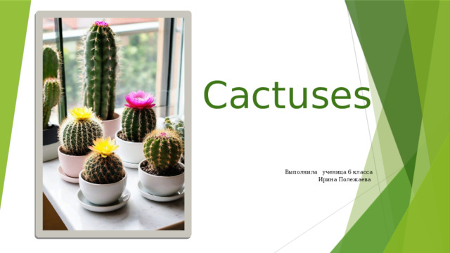 Cactuses  Выполнила ученица 6 класса Ирина Полежаева 