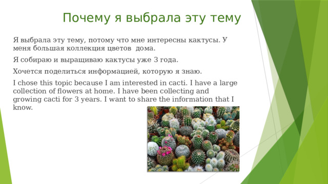  Почему я выбрала эту тему Я выбрала эту тему, потому что мне интересны кактусы. У меня большая коллекция цветов дома. Я собираю и выращиваю кактусы уже 3 года. Хочется поделиться информацией, которую я знаю. I chose this topic because I am interested in cacti. I have a large collection of flowers at home. I have been collecting and growing cacti for 3 years. I want to share the information that I know. 