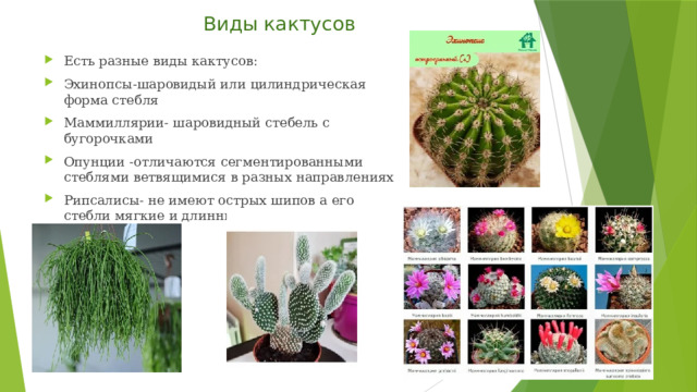  Виды кактусов     Есть разные виды кактусов: Эхинопсы-шаровидый или цилиндрическая форма стебля Маммиллярии- шаровидный стебель с бугорочками Опунции -отличаются сегментированными стеблями ветвящимися в разных направлениях Рипсалисы- не имеют острых шипов а его стебли мягкие и длинные свисающие или раскидистые 