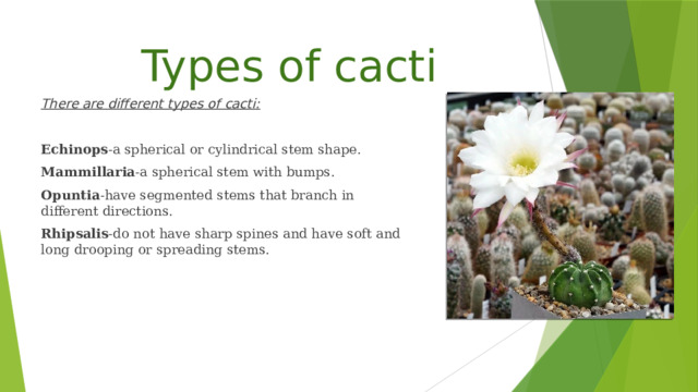  Types of cacti There are different types of cacti:  Echinops -a spherical or cylindrical stem shape. Mammillaria -a spherical stem with bumps. Opuntia -have segmented stems that branch in different directions. Rhipsalis -do not have sharp spines and have soft and long drooping or spreading stems. 