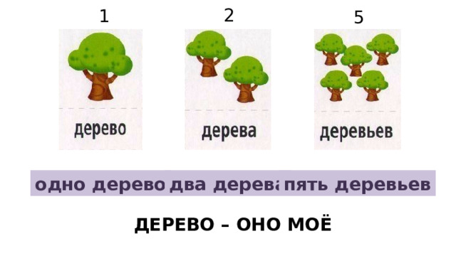 2 1 5 одно дерево два дерева пять деревьев ДЕРЕВО – ОНО МОЁ 