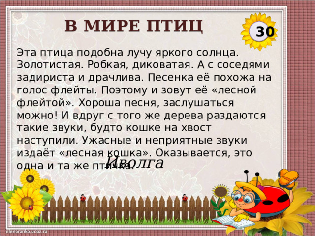 В МИРЕ ПТИЦ 30 Эта птица подобна лучу яркого солнца. Золотистая. Робкая, диковатая. А с соседями задириста и драчлива. Песенка её похожа на голос флейты. Поэтому и зовут её «лесной флейтой». Хороша песня, заслушаться можно! И вдруг с того же дерева раздаются такие звуки, будто кошке на хвост наступили. Ужасные и неприятные звуки издаёт «лесная кошка». Оказывается, это одна и та же птичка. Иволга  