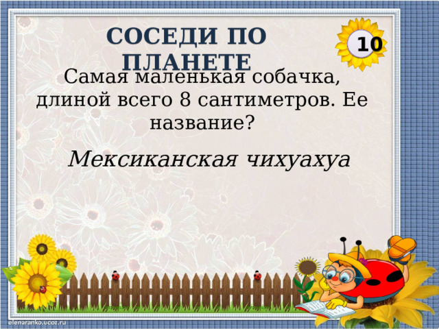 СОСЕДИ ПО ПЛАНЕТЕ 10 Самая маленькая собачка, длиной всего 8 сантиметров. Ее название? Мексиканская чихуахуа  