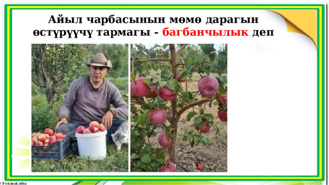 Айыл чарбасынын мөмө дарагын өстүрүүчү тармагы - багбанчылык деп аталат 