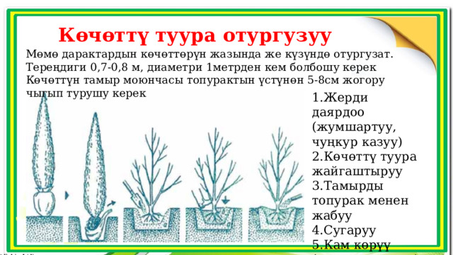 Көчөттү туура отургузуу Мөмө дарактардын көчөттөрүн жазында же күзүндө отургузат. Тереңдиги 0,7-0,8 м, диаметри 1метрден кем болбошу керек Көчөттүн тамыр моюнчасы топурактын үстүнөн 5-8см жогору чыгып турушу керек Жерди даярдоо (жумшартуу, чуңкур казуу) Көчөттү туура жайгаштыруу Тамырды топурак менен жабуу Сугаруу Кам көрүү (көлөкө, коргоо) 