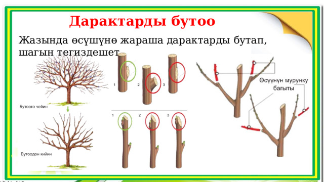 Дарактарды бутоо Жазында өсүшүнө жараша дарактарды бутап, шагын тегиздешет 