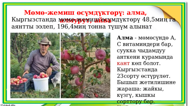 Мөмө-жемиш өсүмдүктөрү: алма, алмурут, айва Кыргызстанда мөмө-жемиш өсүмдүктөрү 48,5миң га аянтты ээлеп, 196,4миң тонна түшүм алынат Алма - мөмөсүндө А, С витаминдери бар, суукка чыдамдуу анткени курамында кант көп болот. Кыргызстанда 23сорту өстүрүлөт. Бышып жетилишине жараша: жайкы, күзгү, кышкы сорттору бар. Кыйыштырып өстүрүлөт 