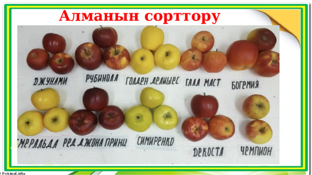 Алманын сорттору 
