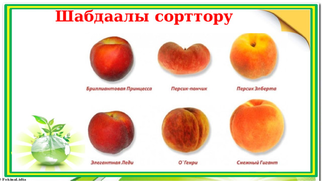 Шабдаалы сорттору 