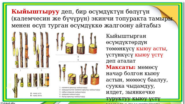 Кыйыштыруу деп, бир өсүмдүктүн бөлүгүн (калемчесин же бүчүрүн) экинчи топуракта тамыры менен өсүп турган өсүмдүккө жалгоону айтабыз Кыйыштырган өсүмдүктөрдүн төмөнкүсү кыюу асты , үстүнкүсү кыюу үстү деп аталат Максаты: мөмөсү начар болгон кыюу астын, мөмөсү баалуу, суукка чыдамдуу, илдет, зыянкечке туруктуу кыюу үстү менен алмаштыруу 