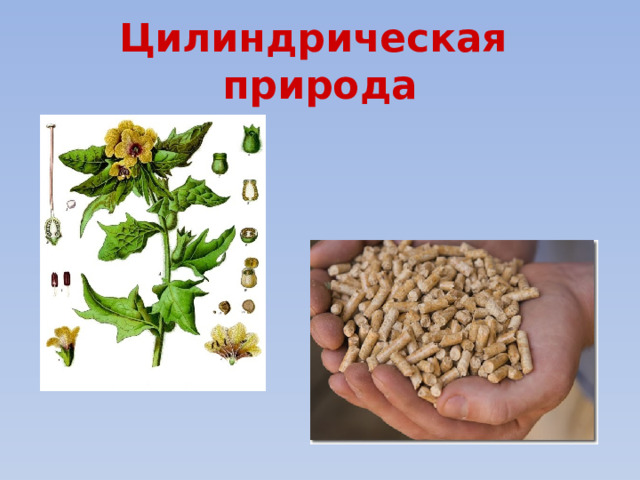 Цилиндрическая природа 