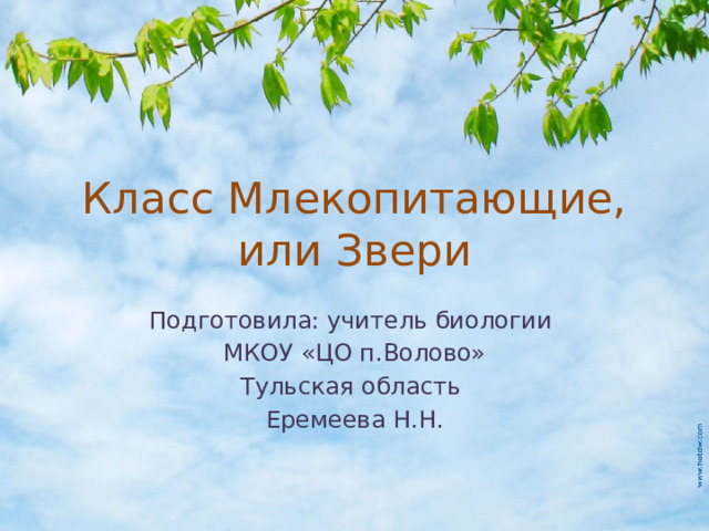 Класс Млекопитающие, или Звери Подготовила: учитель биологии МКОУ «ЦО п.Волово» Тульская область Еремеева Н.Н.  