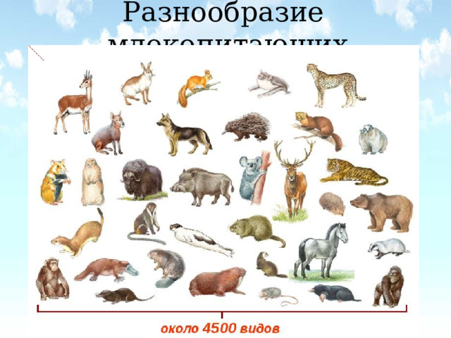 Разнообразие млекопитающих 