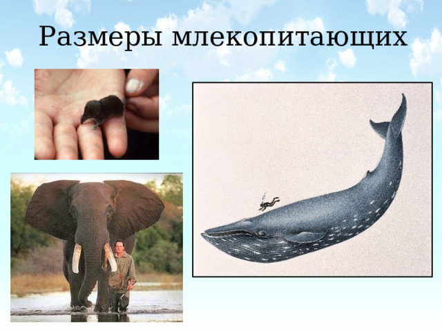 Размеры млекопитающих 