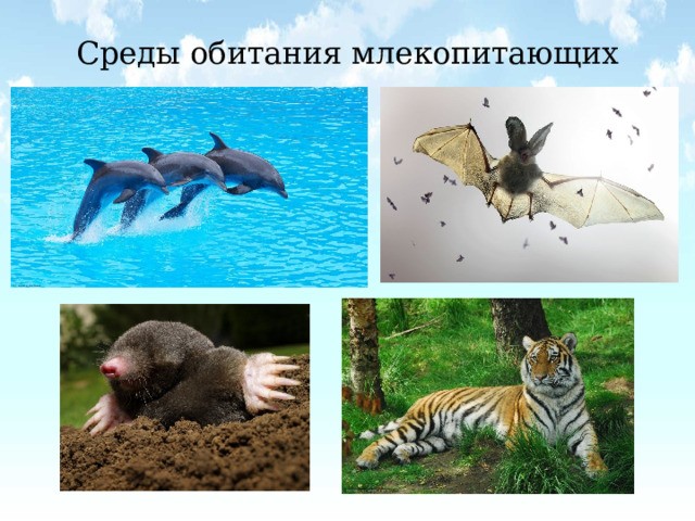 Среды обитания млекопитающих 