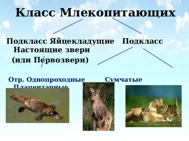 Класс Млекопитающих Подкласс Яйцекладущие Подкласс Настоящие звери  (или Первозвери)  Отр. Однопроходные Сумчатые Плацентарные  