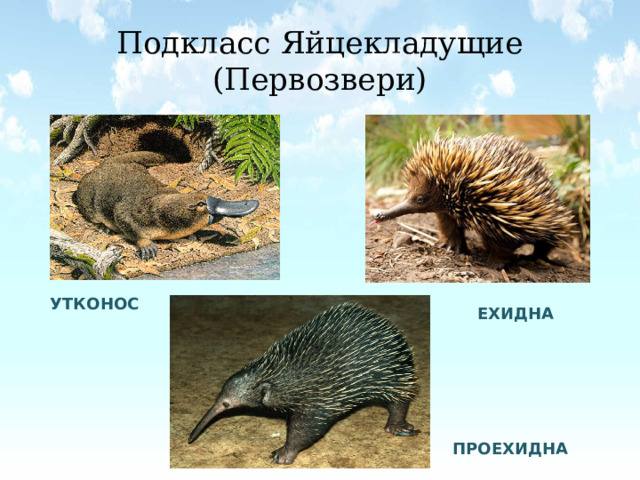 Подкласс Яйцекладущие (Первозвери) УТКОНОС ЕХИДНА ПРОЕХИДНА 