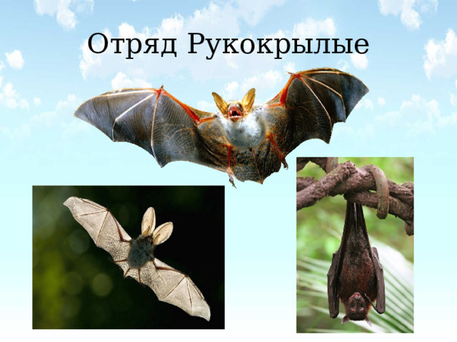 Отряд Рукокрылые  