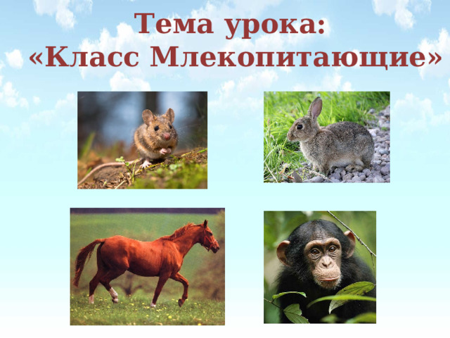 Тема урока:  «Класс Млекопитающие» 