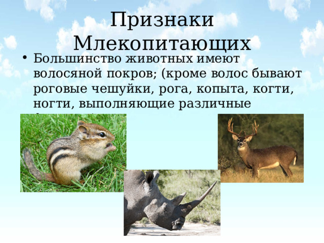 Признаки Млекопитающих Большинство животных имеют волосяной покров; (кроме волос бывают роговые чешуйки, рога, копыта, когти, ногти, выполняющие различные функции)     