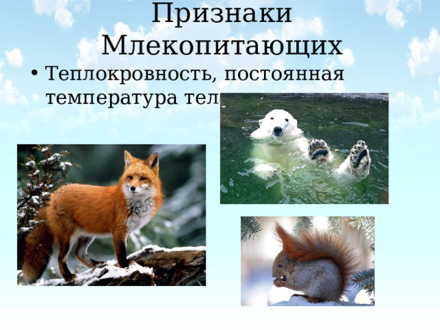Признаки Млекопитающих Теплокровность, постоянная температура тела;    