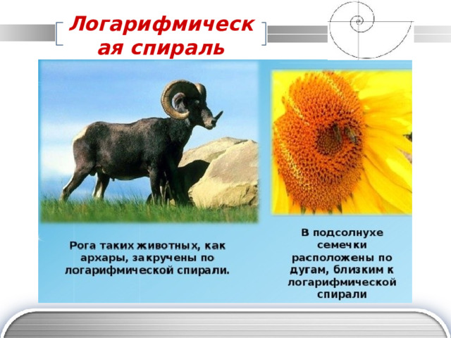 Логарифмическая спираль 