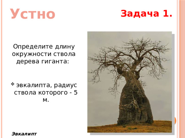 Устно Задача 1. Определите длину окружности ствола дерева гиганта:   эвкалипта, радиус ствола которого - 5 м. Эвкалипт  