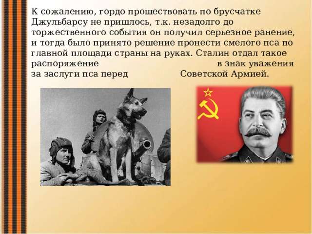 К сожалению, гордо прошествовать по брусчатке Джульбарсу не пришлось, т.к. незадолго до торжественного события он получил серьезное ранение, и тогда было принято решение пронести смелого пса по главной площади страны на руках. Сталин отдал такое распоряжение в знак уважения за заслуги пса перед Советской Армией. 