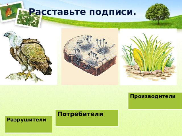 Расставьте подписи. Производители Потребители Разрушители 
